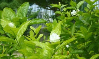 Jasmine Flowers Wallpaper