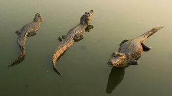 Alligator Wallpaper HD