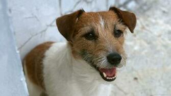 Jack Russell Terrier Wallpaper