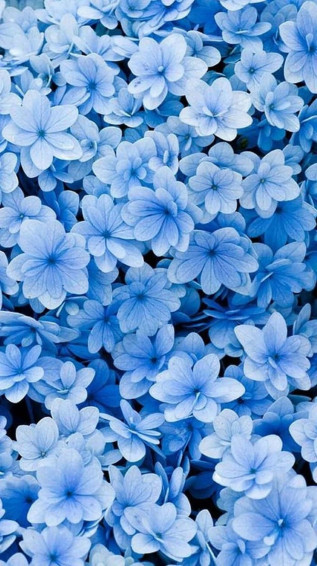 Blue Flowers Aesthetic Wallpaper