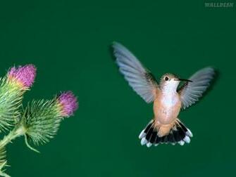 Papel De Parede Imagens Beija Flor Fotos Gr Tis Paraputador