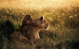 Apple Mac Os X Mountain Lion HD Wallpaper List
