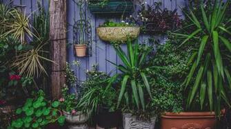 Wallpaper Greenhouse Flowers Garden Pots