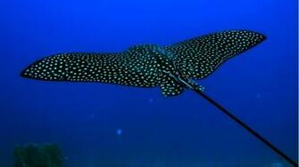 Cool Fish Background Under Sea Pictures