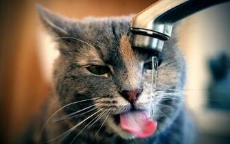 The Thirsty Kitty Wallpaper iPhone