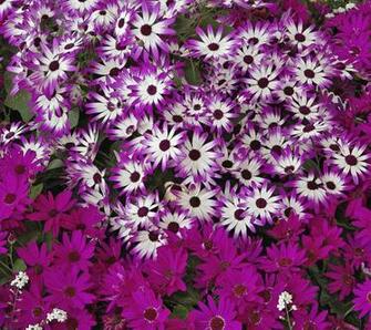 Flower Shop Daisy Flowers Desktop Wallpaper