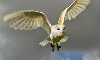 Owl Barn In High Resolution For Definition Background