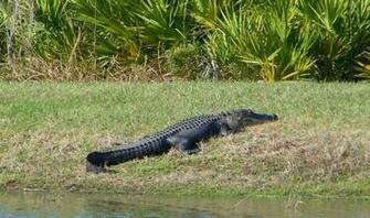 Floride Gator Wallpaper