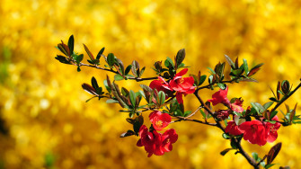 HD Beautiful Wallpaper