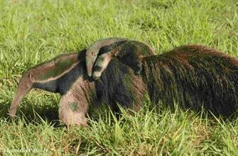 Anteater Wallpaper High Quality