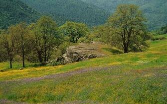 Grass Greens Flowers Field Mountains Wallpaper Background Ultra
