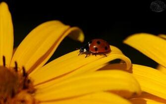 Ladybug Wallpaper