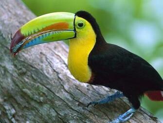 Exotic Birds Wallpaper Pictures
