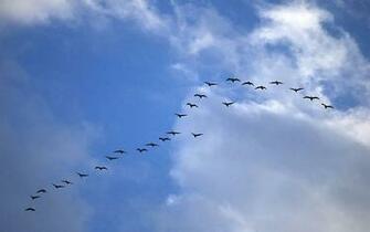 Flying Birds Wallpaper