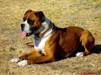 Bullmastiff Wallpaper HD