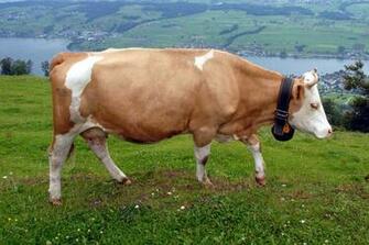 Cow D4y1 Cows Pictures Wallpaper Desktop Background