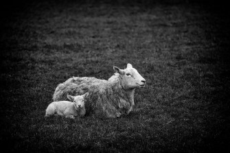 Lamb Image Wallpaper