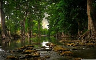 Tree Roots River HD Wallpaper Collection