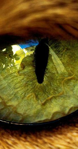 Big Macro Eye From A Wild Animal HD Wallpaper