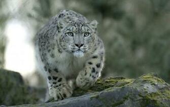 Snow Leopard Wallpaper HD Pictures One