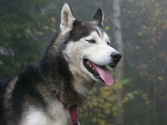 Husky Wallpaper Siberian Desktopwallpaper