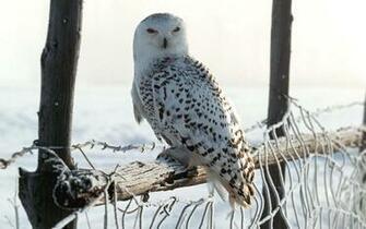 Wallpaper White Owl