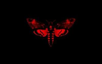 Moth Wallpaper X Net