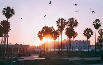 Wallpaper Palm Trees Dawn Birds Venice Beach