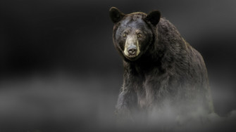 Black Bear Wallpaper