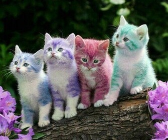 Easter Kitties Love Kitty Cats Kittens And