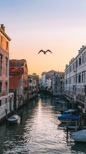 Wallpaper Venice Italy Canal Seagull River