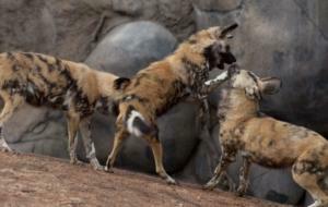 African Wild Dog Wallpaper Background