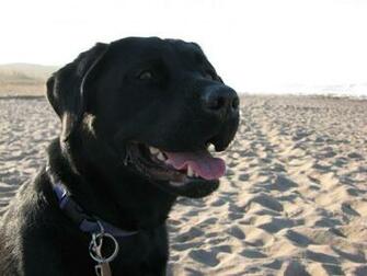 Black Lab Wallpaper