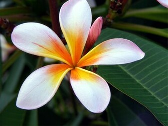 Wallpaper Pc Flower Screen