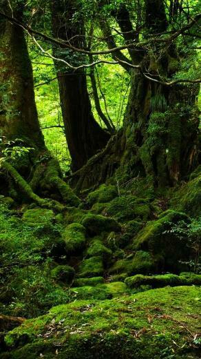 Green Forest Wallpaper iPhone