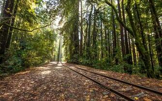 Railroad Rails Trees Forest Tracks Train Wallpaper Background