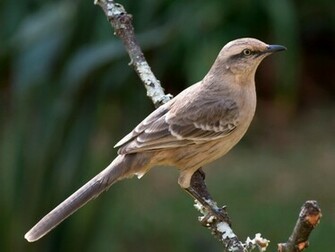 Mockingbird Kb By Voice