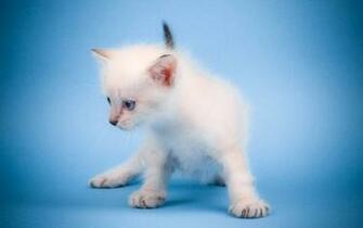 Cute Mew Cat Wallpaper HD