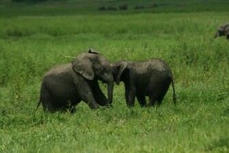 Baby Elephant Wallpaper Cool Digital Photography