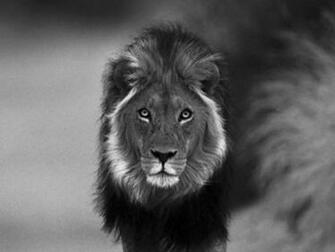 Black And White Lion Wallpaper Car Pictures