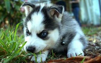 Siberian Husky Computer Wallpaper Desktop Background