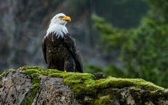 Image Hosting Birds Of Prey Wallpaper Chai3721post Jpg