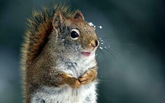 Category Animals HD Wallpaper Subcategory Squirrels