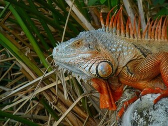 Iguanas Image Iguana Wallpaper Photos
