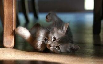 Wallpaper Cat Baby Animal Background