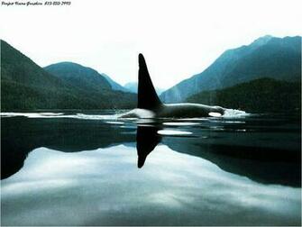 Beautiful Killer Whale Wallpaper At Wallpaperbro