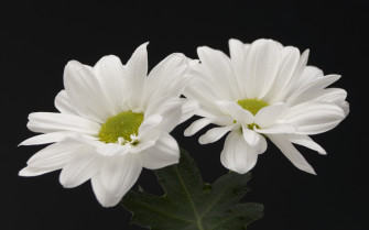 White Flowers Wallpaper