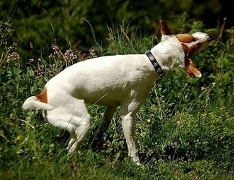Boxer Coker Spaniel Pastore Tedesco E Jack Russel Do It