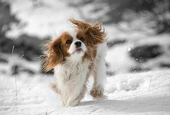 Cavalier King Charles Spaniel Dog Puppies