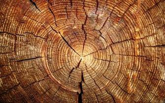 Textures Tree Trunk Fresh New Best Quality Wallpaper